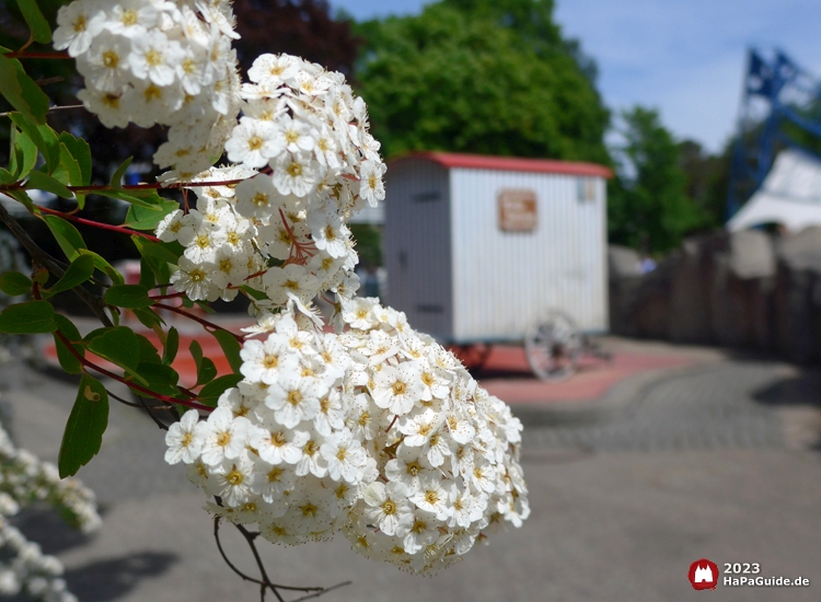 Wasserspaß - Blume vor Badekarren