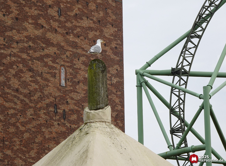 Wikingerland - Möwe an der Spitze des Thing-Platzes vor dem Kärnan-Turm